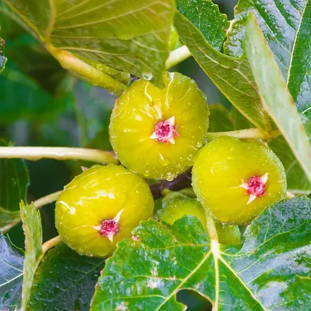 Casa Maida アパート